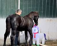 stallion-prospect-friesian-horse