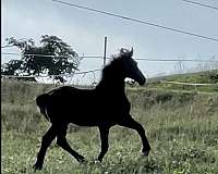 cross-friesian-horse