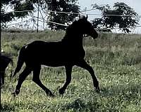 black-friesian-colt