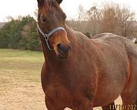 has-peptoboonsmal-quarter-horse