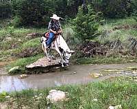 riding-mule