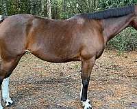 dressage-warmblood-horse