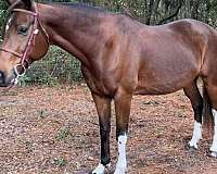 jumper-warmblood-horse