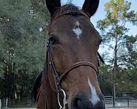 gainesville-warmblood-horse