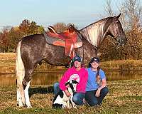 silver-dapple-horse