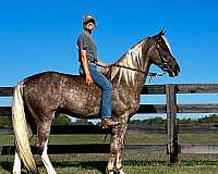 smooth-gaited-tennessee-walking-horse