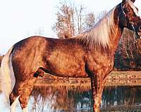 cowboy-mounted-shooting-tennessee-walking-horse