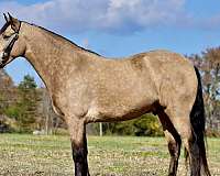 smooth-gaited-tennessee-walking-pony
