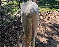 paint-paso-fino-horse-for-sale