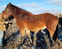 percheron-horse