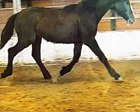 trail-rid-percheron-horse