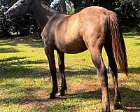andulsian-horse