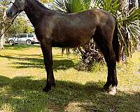 cross-country-percheron-horse