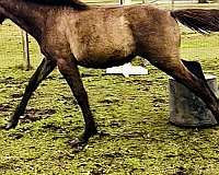 agility-percheron-horse