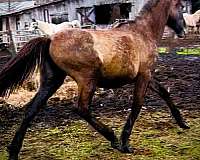 beauty-percheron-horse