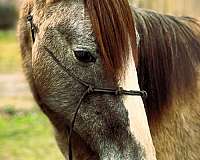 bitless-percheron-horse