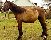 breeding-farm-percheron-horse