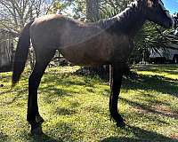 arena-percheron-horse