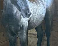 blue-roan-white-diamonds-on-forehead-horse