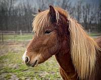 blue-eye-icelandic-horse