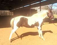 black-tobiano-spotted-saddle-horse
