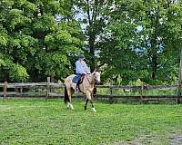 equitation-appendix-horse