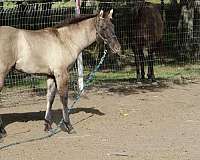 grulla-shoulder-barring-horse