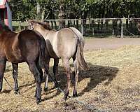 jaz-ranch-quarter-horse