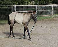 barring-filly