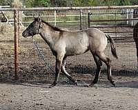 dorsal-filly