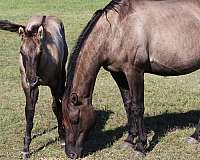 dorsal-stripe-filly