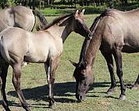 fun-to-ride-filly