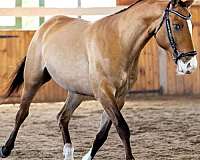 gelded-warmblood-horse