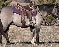 grulla-steer-roping-pony
