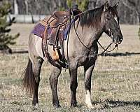 grulla-trail-class-competition-pony