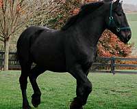 temperment-percheron-horse