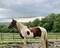 14-hand-mustang-stallion