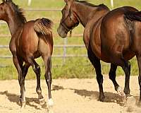 aqha-quarter-horse-colt-weanling