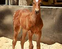 quarter-horse-colt