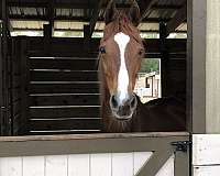 animals-saddlebred-horse