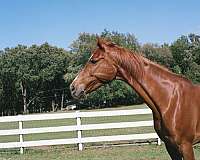 barn-saddlebred-horse