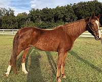 broodmare-prospect-saddlebred-horse