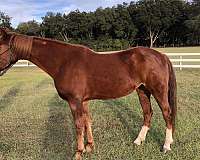 burro-saddlebred-horse