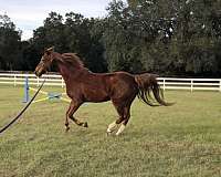 competitive-trail-saddlebred-horse