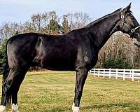 black-white-strip-4-legs-to-fetlock-horse