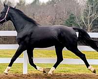 and-willing-dutch-warmblood-horse