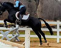 athletic-ability-dutch-warmblood-horse