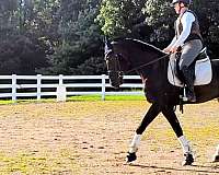 beautiful-black-dutch-warmblood-horse