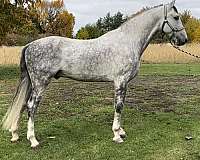 saddlebred-horse-for-sale
