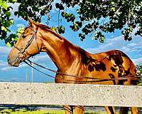 chestnut-star-horse